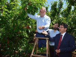 AK Partili Berber İşçilerle Birlikte Kiraz Topladı
