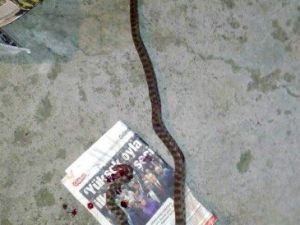 Siverek’te 1.5 Metre Uzunluğunda Yılan Çıktı