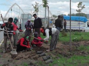 Muş’ta Karayolları Yeşilendiriliyor