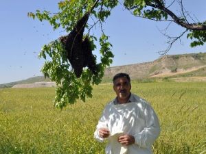 Arılar Oğul Kaldırıyor