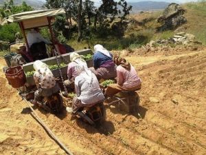 Sarıgöl’de Tütün Dikimleri Sürüyor