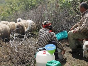 Yaylada Süt Sağımı Başladı