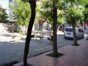 Kağızman’da Başıboş Köpekler Tehlike Oluşturuyor