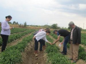 Aydınlı Domates Üreticileri Mildiyö Hakkında Bilgilendirildi