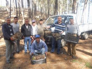 Dalaman’da Çam Ağaçlarında Basra Aşılaması Yapılıyor