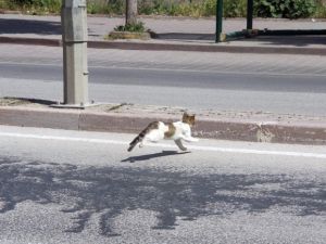 Bursa’da Kedi Kurtarma Operasyonu