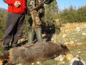 Karaman’da Yaban Domuzlarına Sürek Avı