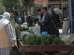 Peynir Otu 10 Liradan Piyasada