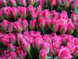 Menderes’te Çiçek Festivali Coşkusu