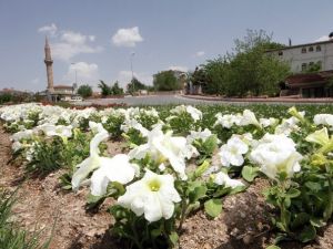 Talas Rengarenk Çiçek Açtı