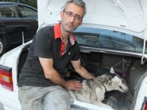 Burhaniye’de Köpekleri Zehirlediler