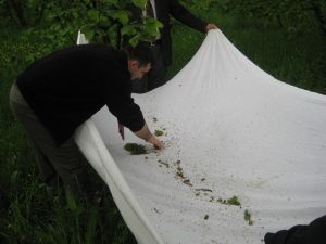 Fındık Kurduna Karşı İlaçlı Mücadele