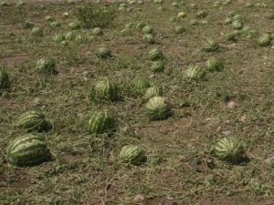 Karpuz Kalp Krizi Riskini Azaltıyor
