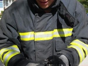 İtfaiye Ekiplerinin Ağaçta Düşen Karga Yavrusu İçin Mücadelesi