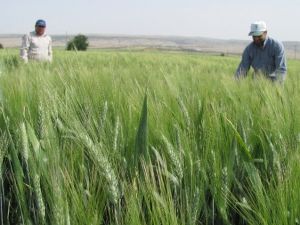 Araban’da Hububatta Yüksek Rekolte Beklentisi