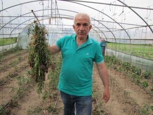 Seracılar Sebze Hastalıklarıyla Baş Edemiyor