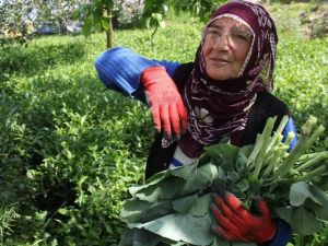 Yaş Çay Fiyatına Tepkiler