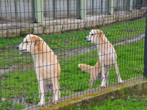 Mahkemeden Sokak Hayvanları İle İlgili Önemli Karar