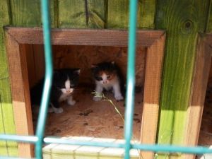 Parklara Kedi Evleri Ve Kuş Yuvaları Yerleştirildi