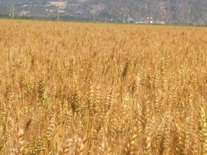 Sertifikalı Buğday Tohumu İçin Tarla Kontrolleri Başladı