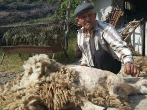 Aydınlı Çobanlar Koyunlarına Bahar Makyajı Yapıyor