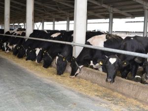 Arazi Islahında Kayseri Şeker’den Erciyes Üniversitesi İle Ortak Proje