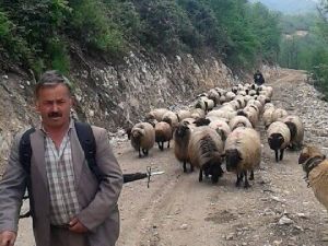 Çobanlar Yayla Yolunda