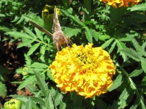 Araban Kelebek İstilası Altında