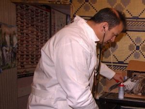 Yaralı Doğan Tedavi Edilerek Doğaya Bırakıldı