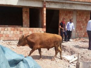 Kocaeli’de İnşaat Boşluğunda Sıkışan Tosunu İtfaiye Kurtardı