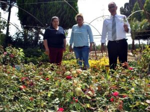 İncirliova Belediyesi Kendi Fidanlığını Kurdu