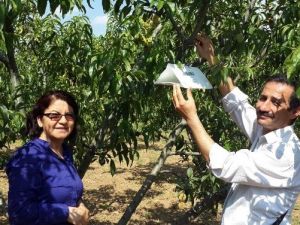 Aydın’da Şeftali Bahçelerinde Kontroller Devam Ediyor