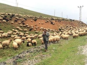 Göçerlerin Zorlu Yolculuğu