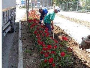 Kartepe’de Refüjlere Çiçek Dikildi