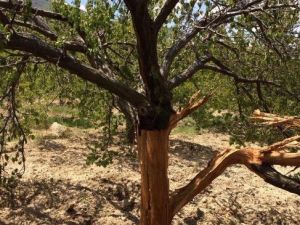 Kayısı Bahçesine Yıldırım Düştü