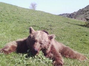 Giresun’da Boz Ayı Avı Yapıldı