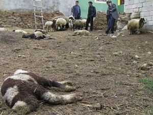 Van’da Yaban Hayvan Saldırına Uğrayan 12 Kuzu Telef Olurken, 16 Kuzu İse Yaralandı