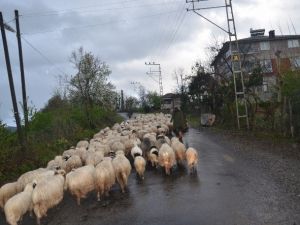 Koyunların Yayla Yolculuğu Başladı