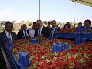 Köprübaşı’nda Çilek Üreticisinin Yüzü Gülüyor