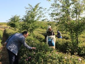 Isparta’da Yılın İlk Gül Hasadı