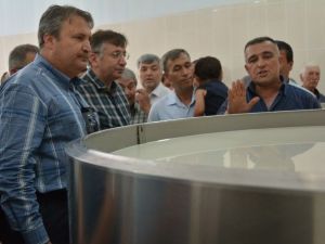 Süt Üreticileri Şimdiden Kazanmaya Başladı