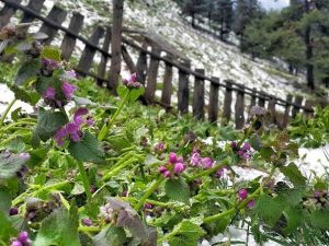 Gümüşhane’nin Yüksekleri Beyaza Büründü