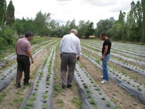 Yozgat’ta Çilek Bahçeleri Oluşturuluyor