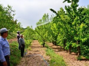 Kiraz Sineği İle Mücadele Kapsamında İlaçlama Başladı