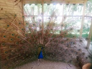 Mini Hayvanat Bahçesi Geçmişe Götürdü