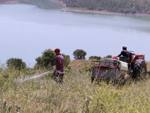 Çekirge İle Mücadele Çalışmaları Devam Ediyor