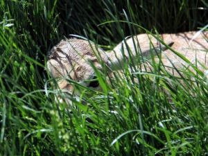 Anadolu Harikalar Diyarı’nda Yavru Ceylan Sevinci