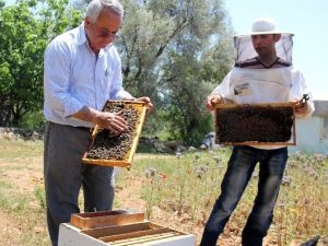 Muğla Arısı Islah Edildi