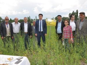 Kütahya’da ’Yem Şalgamı Bitkisi’nde Tarla Günü