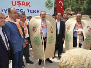 Uşak’ta "En İyi Besi Hayvanı" Yarışması Gerçekleştirildi